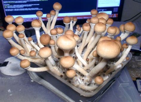 The History and Cultural Significance of Magic Mushroom Cultivation with a BTUT Grow Kit